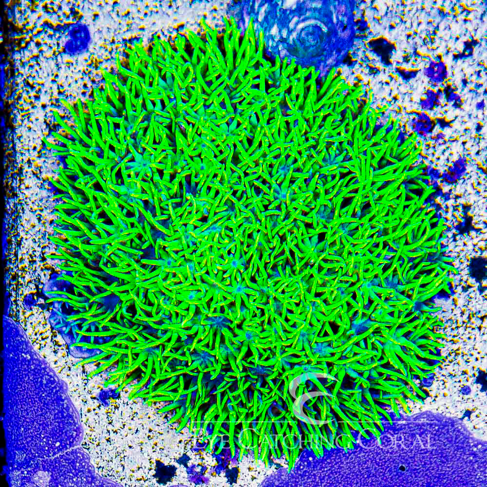 ECC Emerald Grove Green Star Polyp Frag