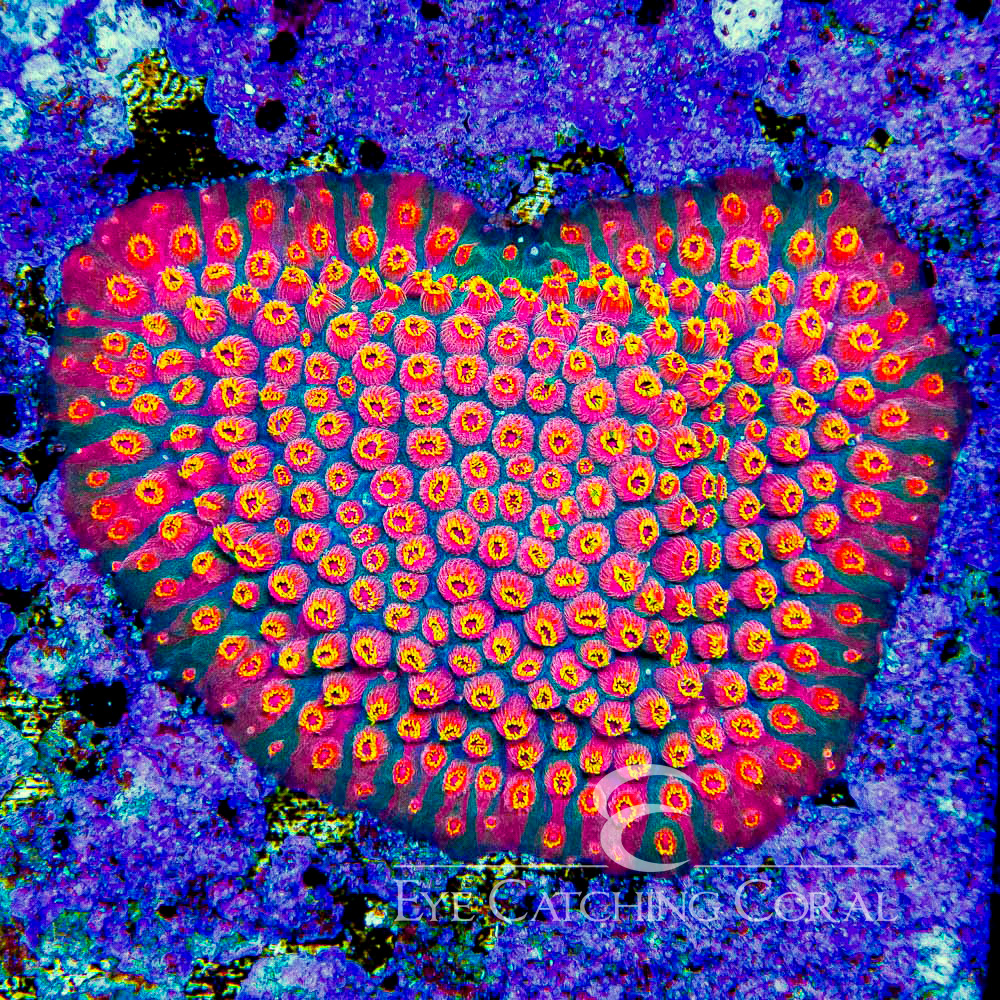 ECC Full Tilt Cyphastrea Frag