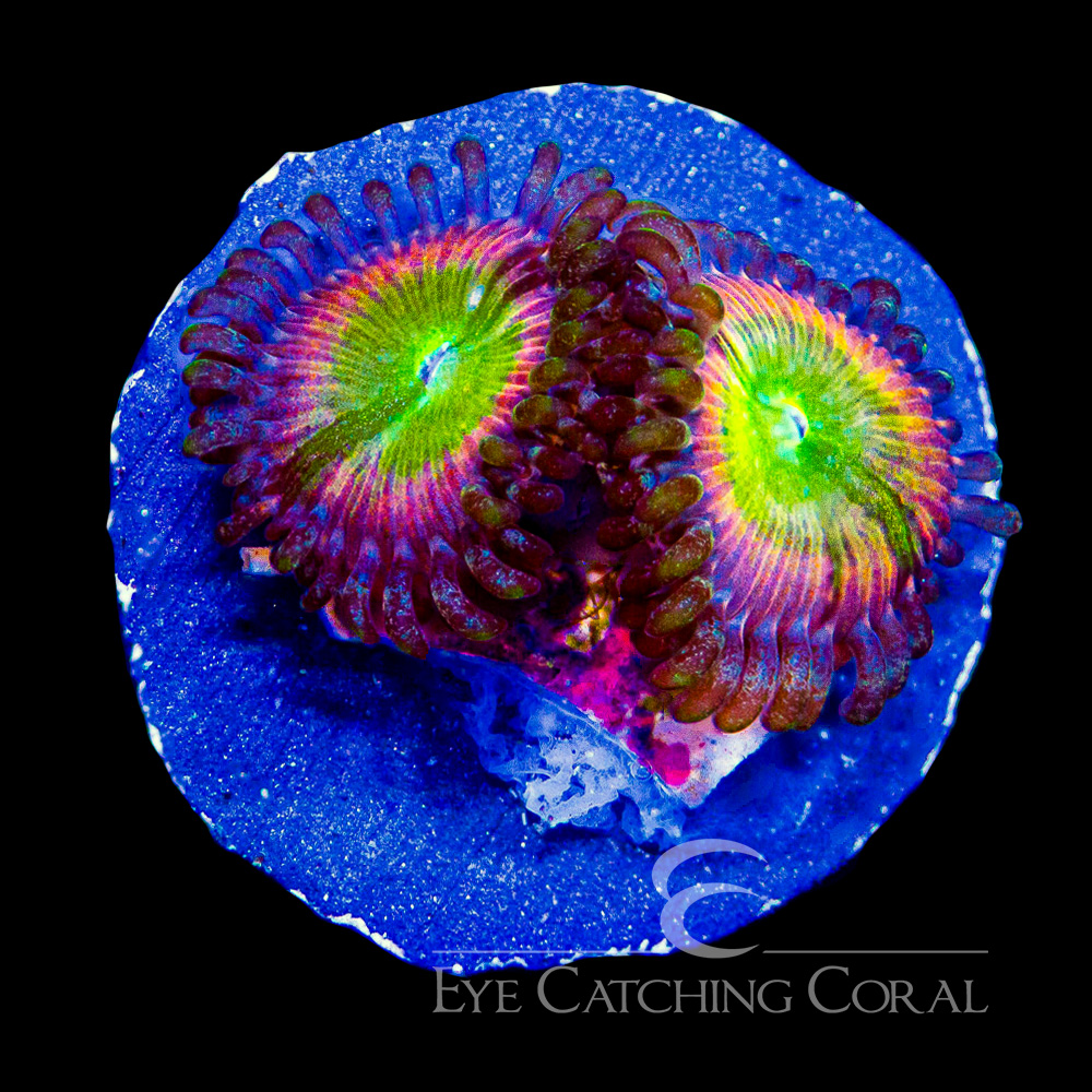 ECC Sunny D Zoanthid Frag
