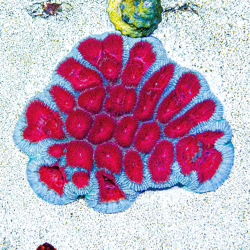 ECC Old Glory Favia Frag