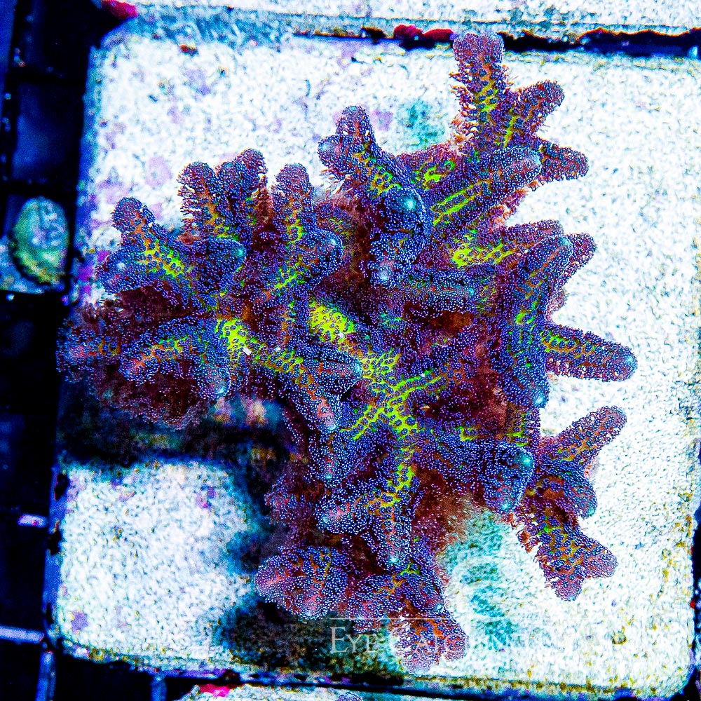 ECC Birds of Paradise Birdsnest Frag