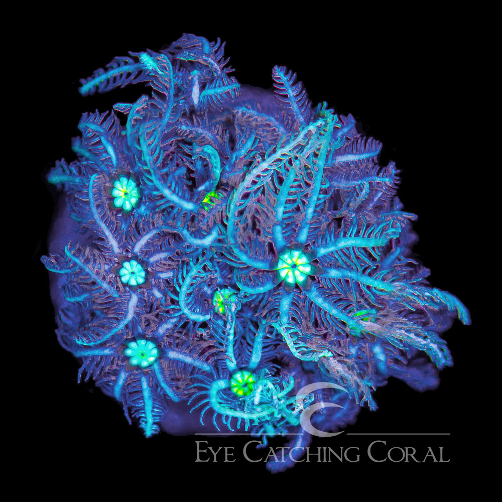 ECC Bad Hair Day Pipe Organ Frag