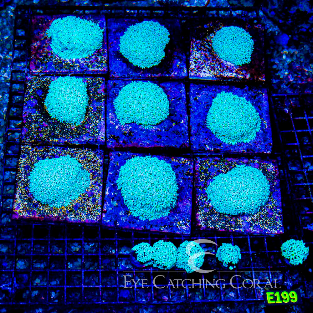 ECC Garden Grove Pipe Organ Frag