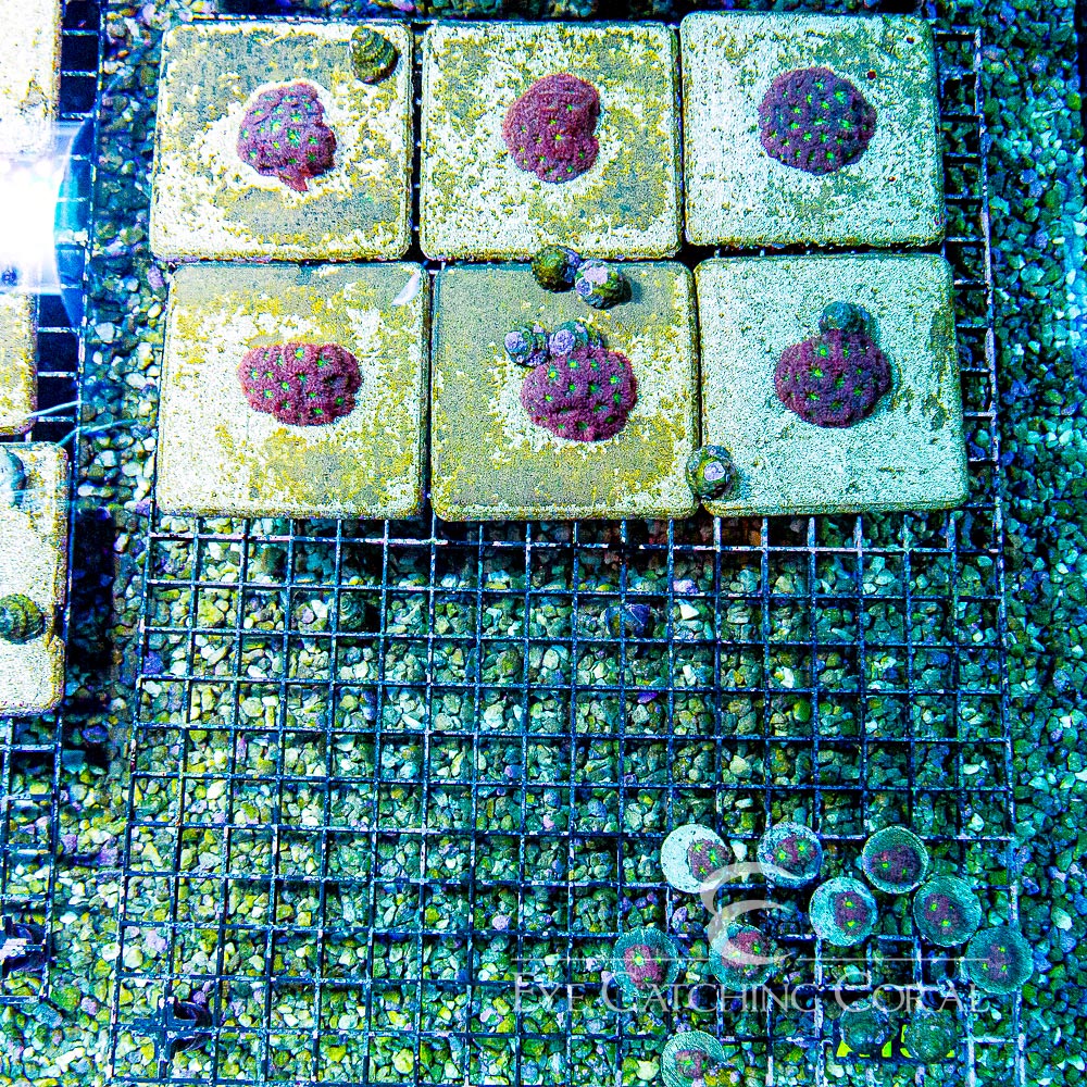 ECC Rose Water Blastomussa Merletti Frag