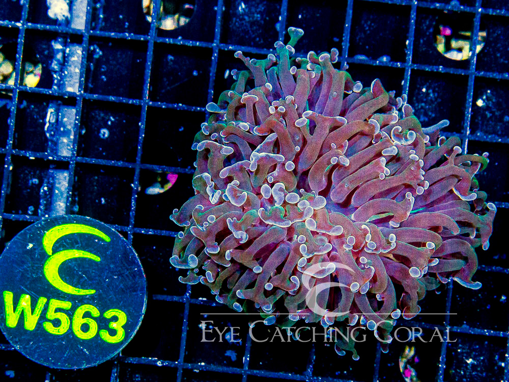 Aussie Hammer Peach or Purple S - Disc W563