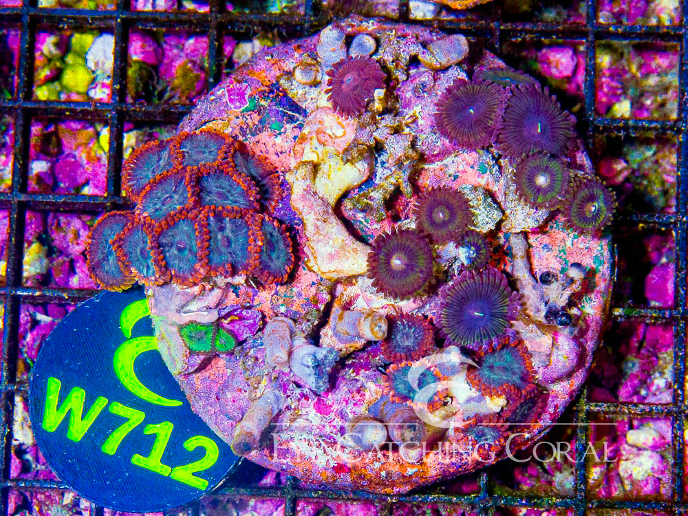 Indo Zoanthid L - Disc W712
