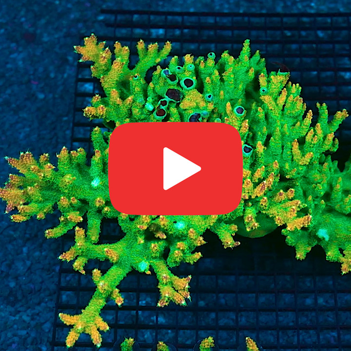 ECC Peach Rings Acropora Frag