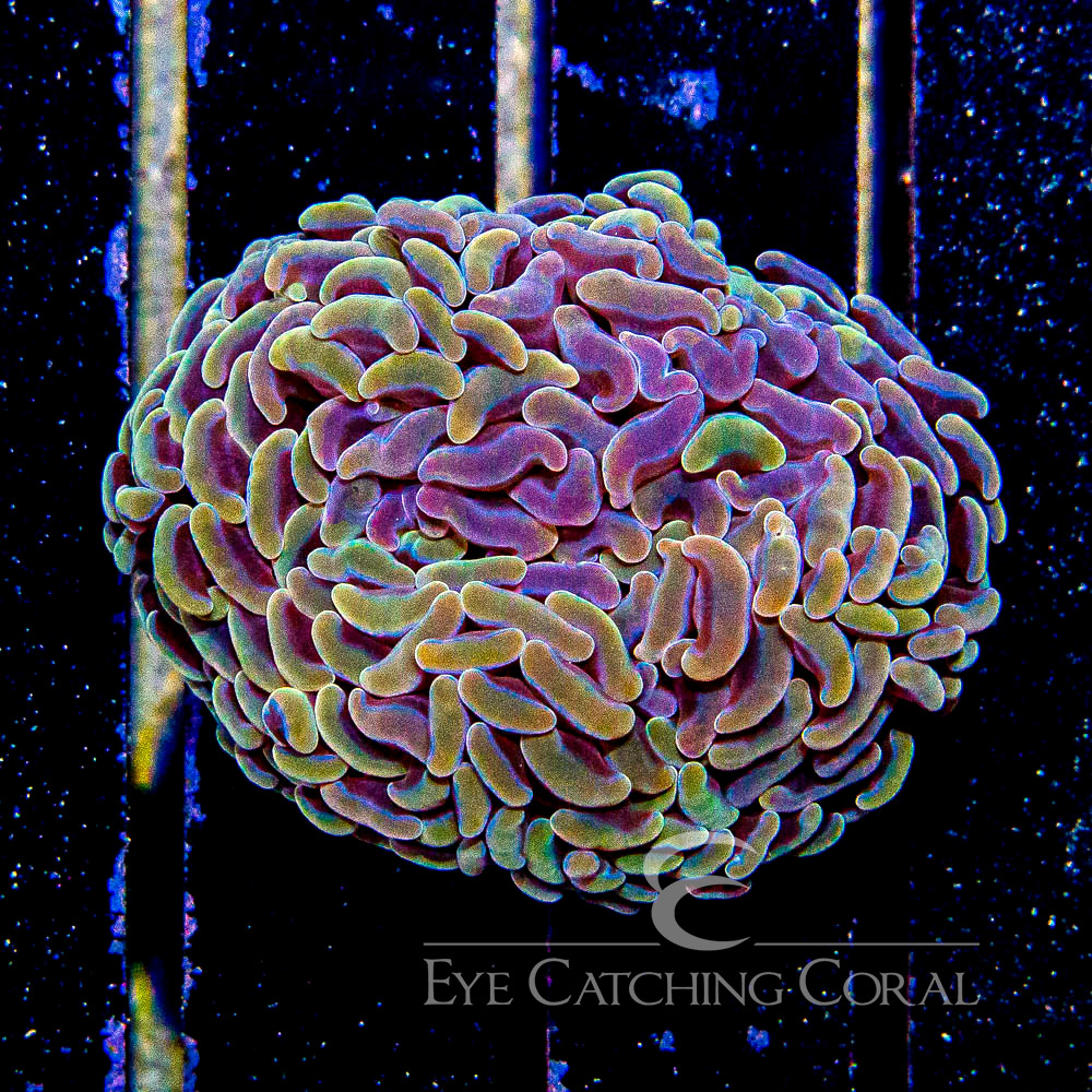 Premium & Signature Frags | ECC Frags | Eye Catching Coral