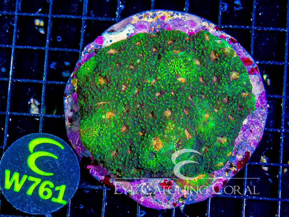 Indo Acan Echinata L - Disc W761