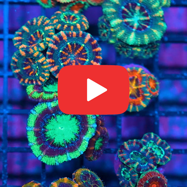 Assorted Acan Lords - Captive Spawned