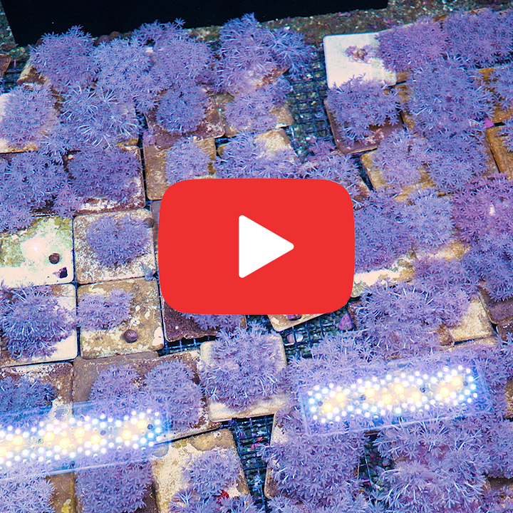 ECC Pulsing Xenia Big Frag