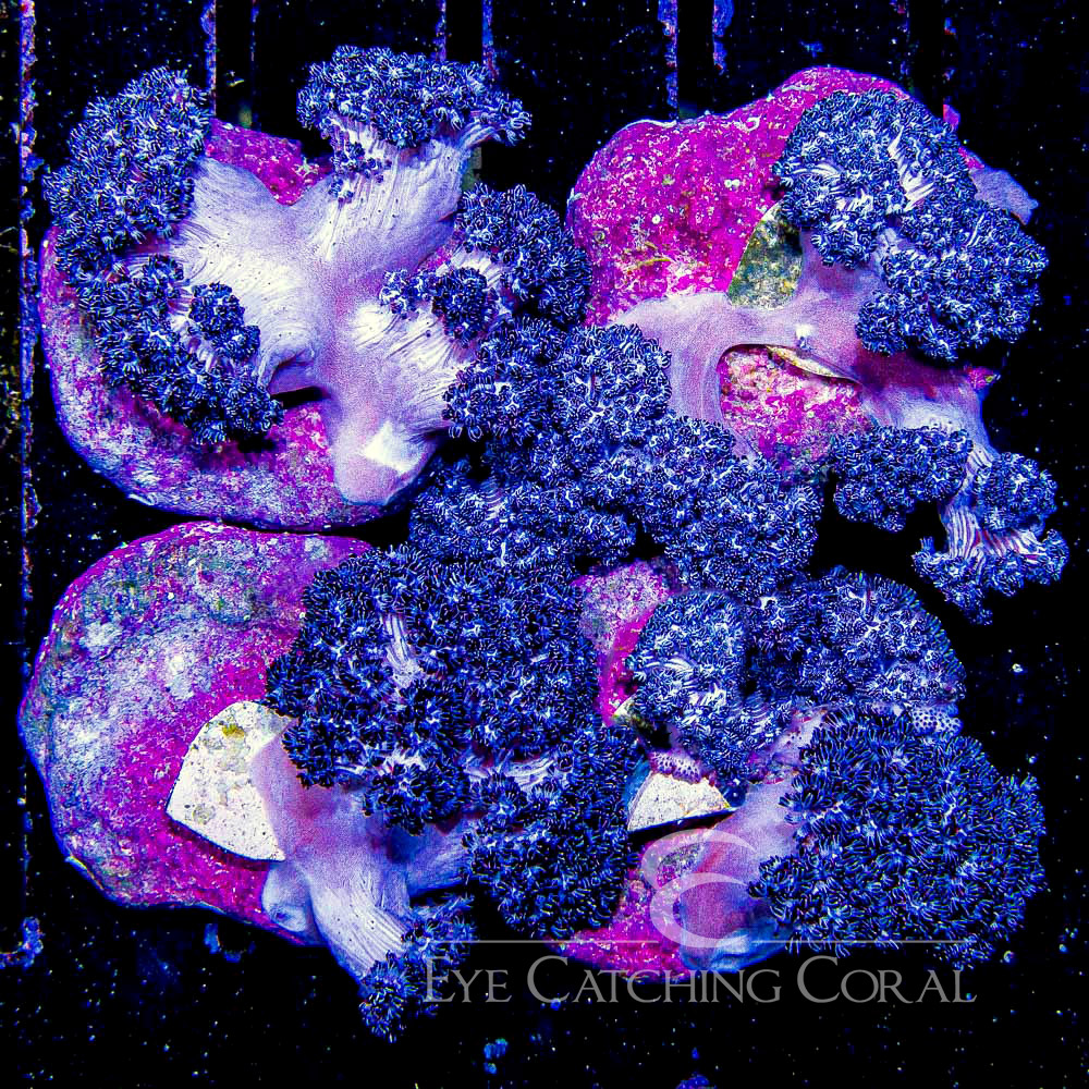 ECC Cookies & Cream Cauliflower Leather Mini Colony