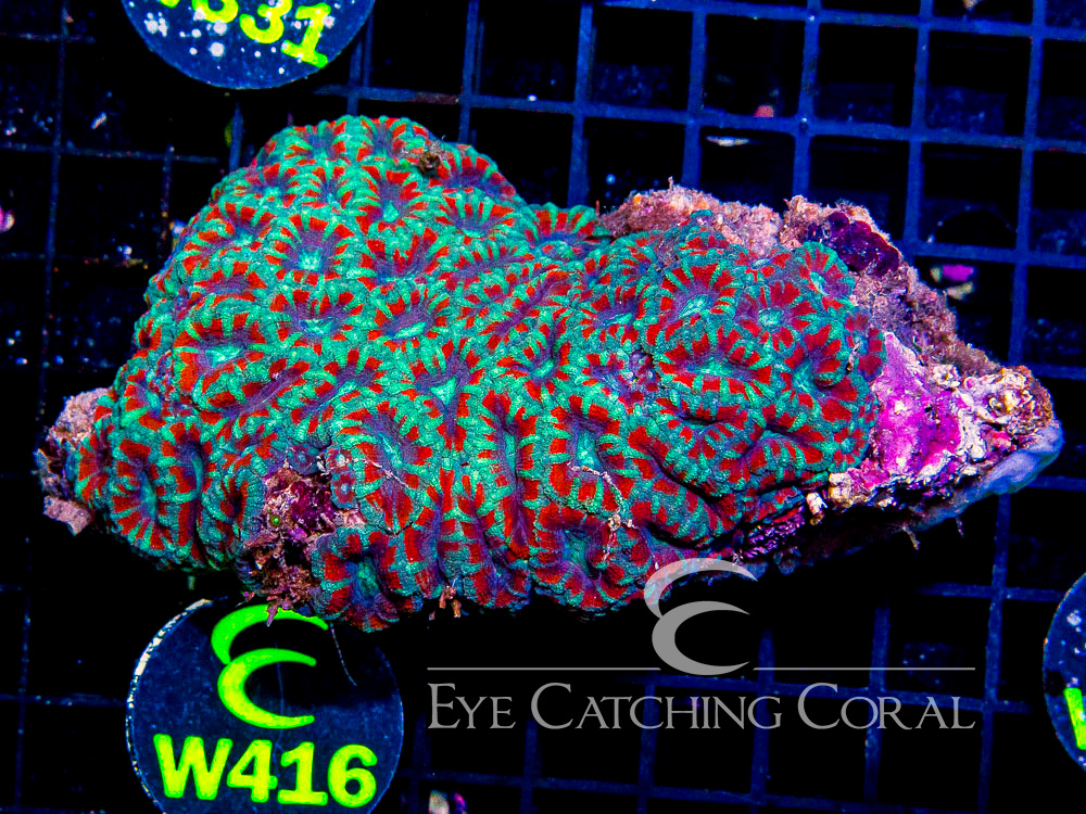 Indo Acan L - Disc W416
