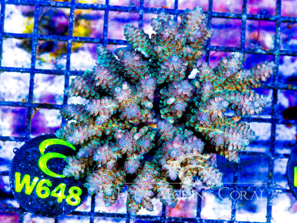 Fiji Acropora Wild L - Disc W648