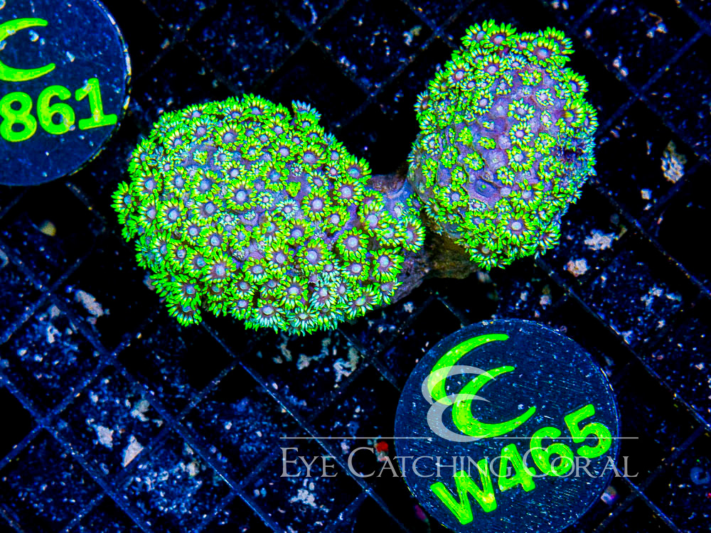 Indo Goniopora L - Disc W465