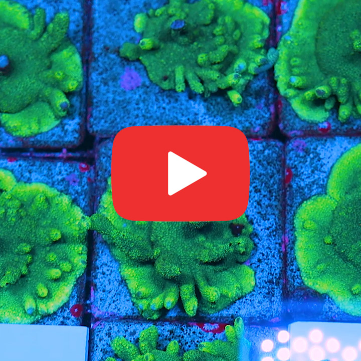ECC Green Machine Montipora Digitata Frag