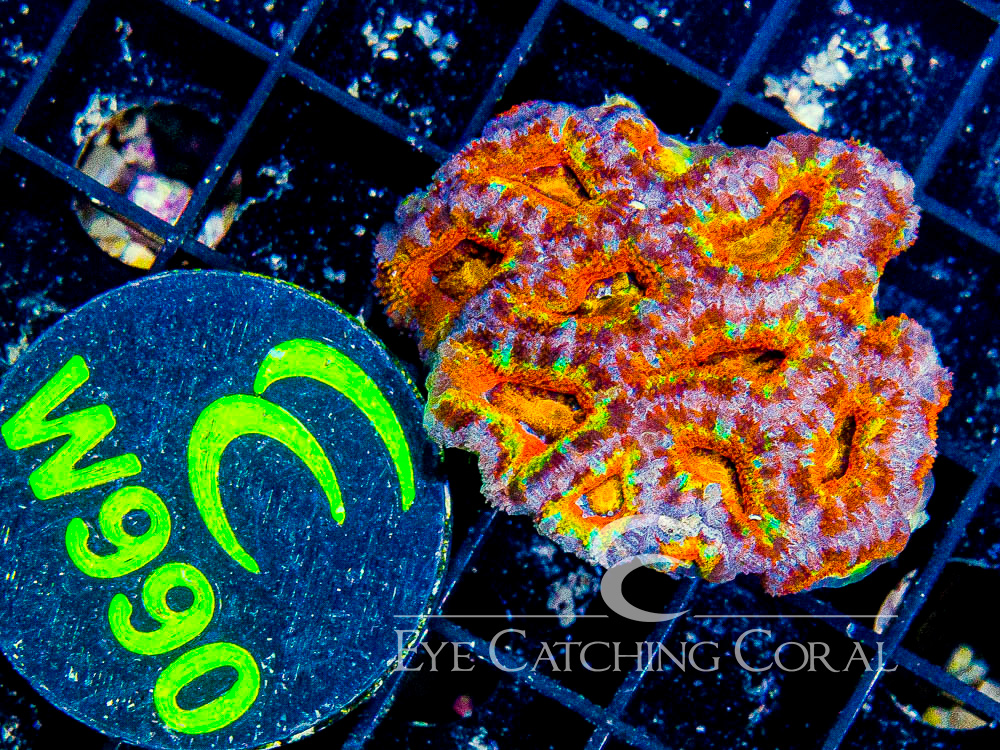 Aussie Acan Lord Rainbow or Super Ultra XS - Disc W990