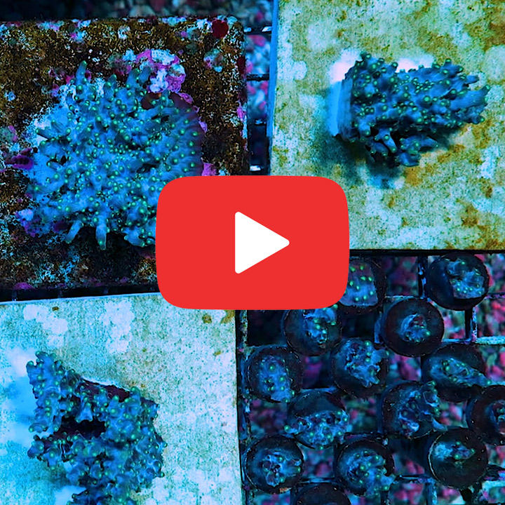 ECC Dark Matter Branching Cyphastrea Frag