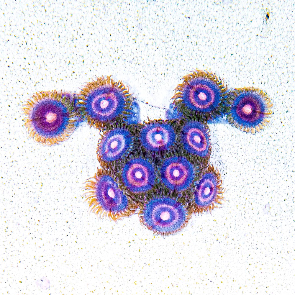 ECC Plasma Cutter Zoanthid Frag (4+ Polyp Average)