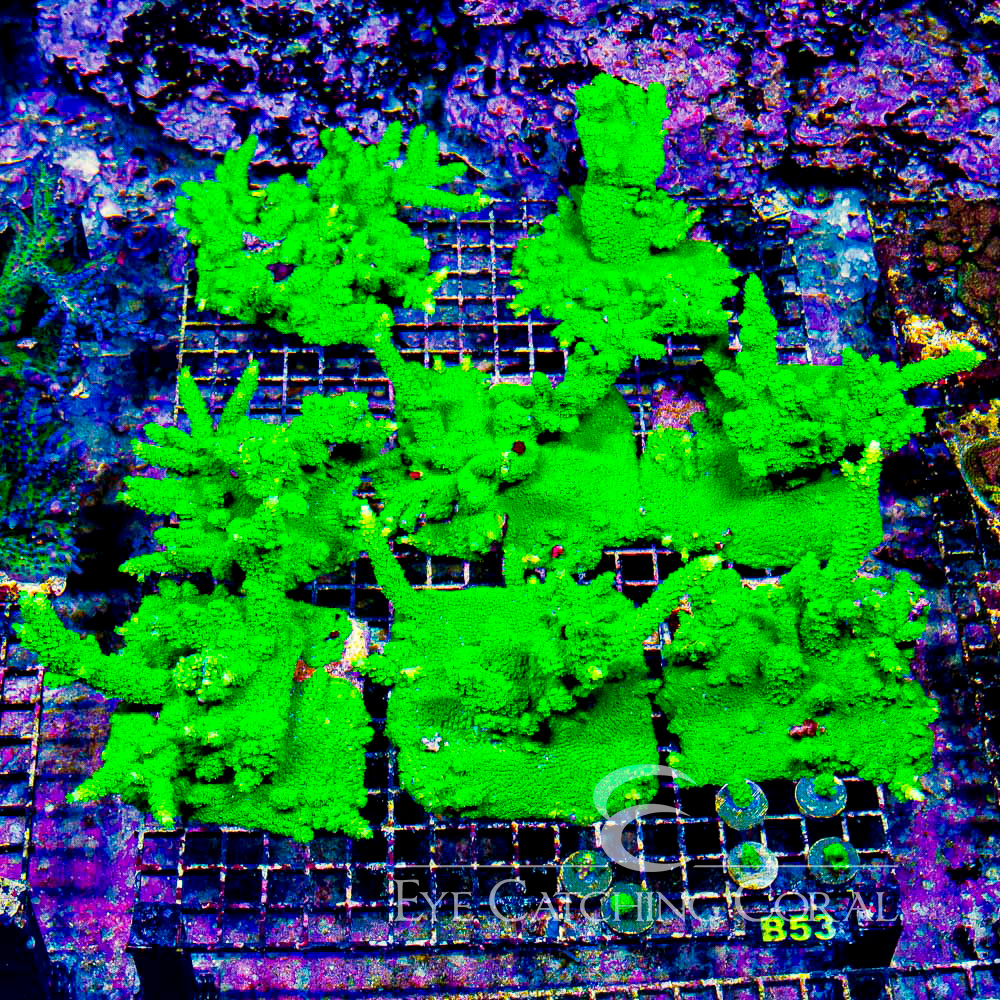 ECC Bali Green Slimer Acropora Frag