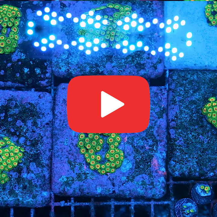 ECC Rasta Zoanthid Frag (4+ Polyp Average)