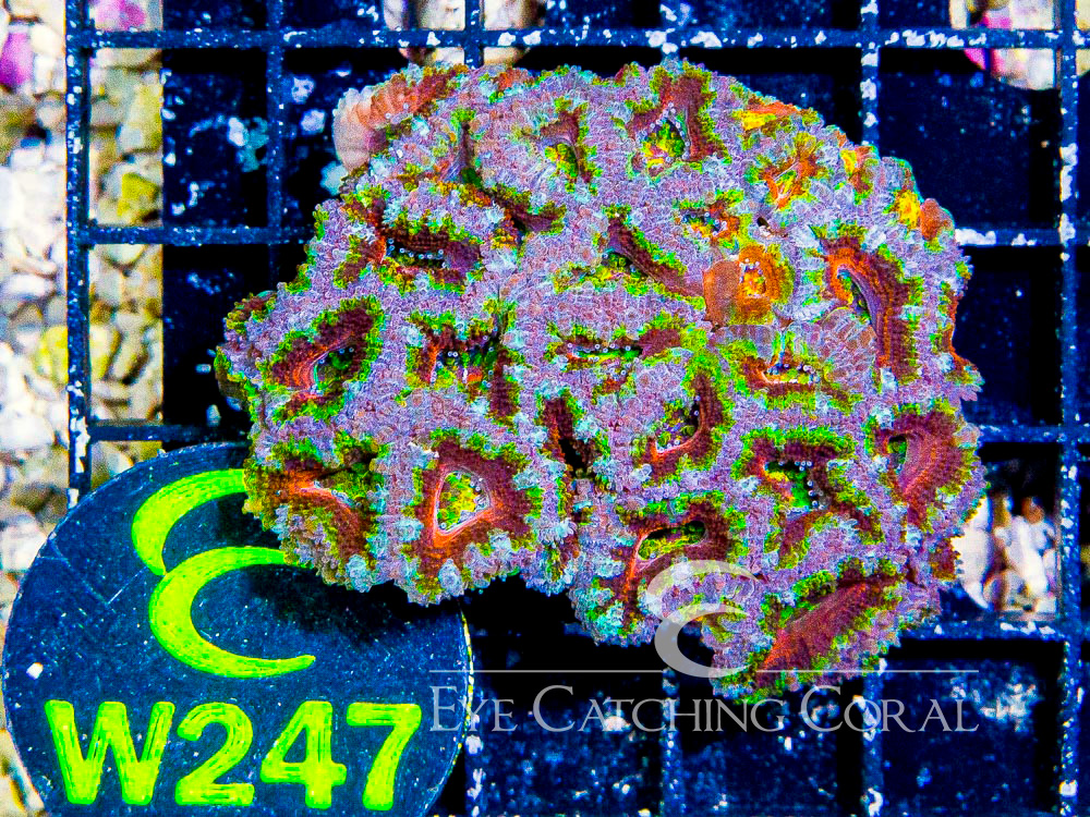 Aussie Acan Lord Rainbow or Super Ultra XS - Disc W247