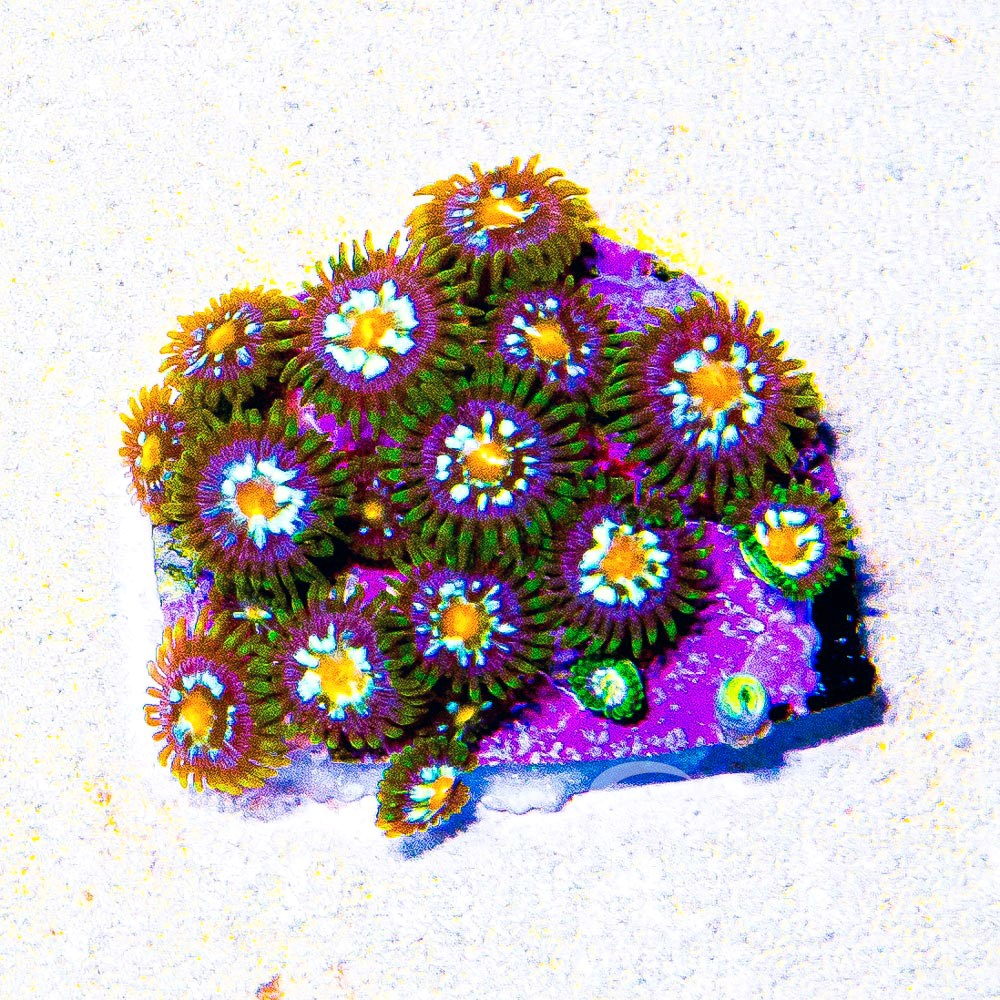 ECC Galactic Crush Zoanthid Frag (4+Polyp Average)