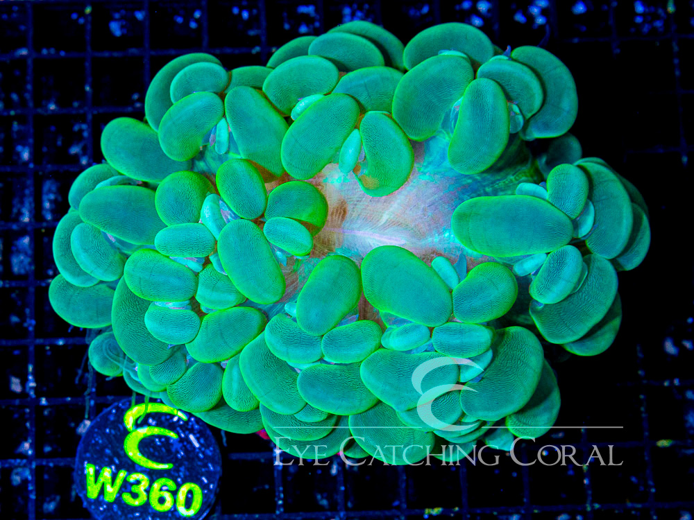 Indo Bubble Coral Green Show - Disc W360