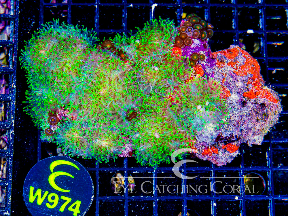 Indo Hairy Mushroom Neon Green L - Disc W974