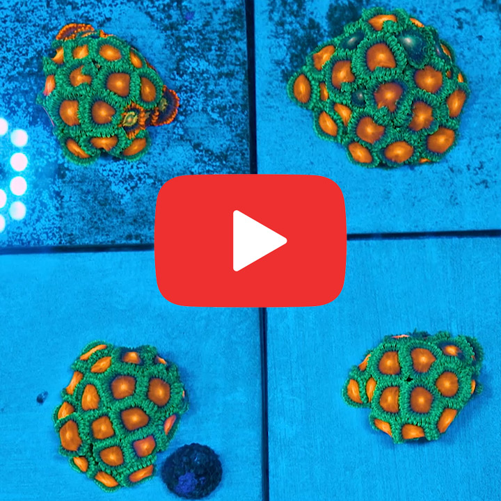 ECC Burn Willow Zoanthid Frag (Big Polyp Zoa) (2+ Polyp Average)