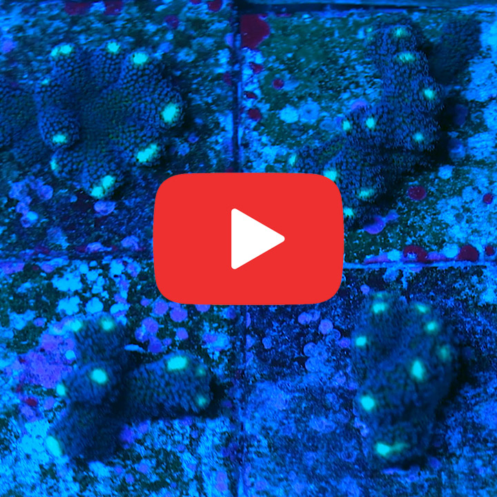 ECC Lunar Tides Stylophora Frag