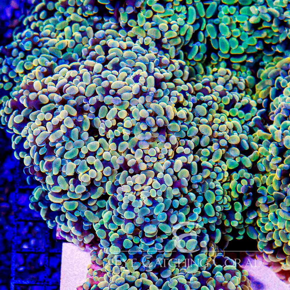 ECC Tangerine Dream Hammer Frag