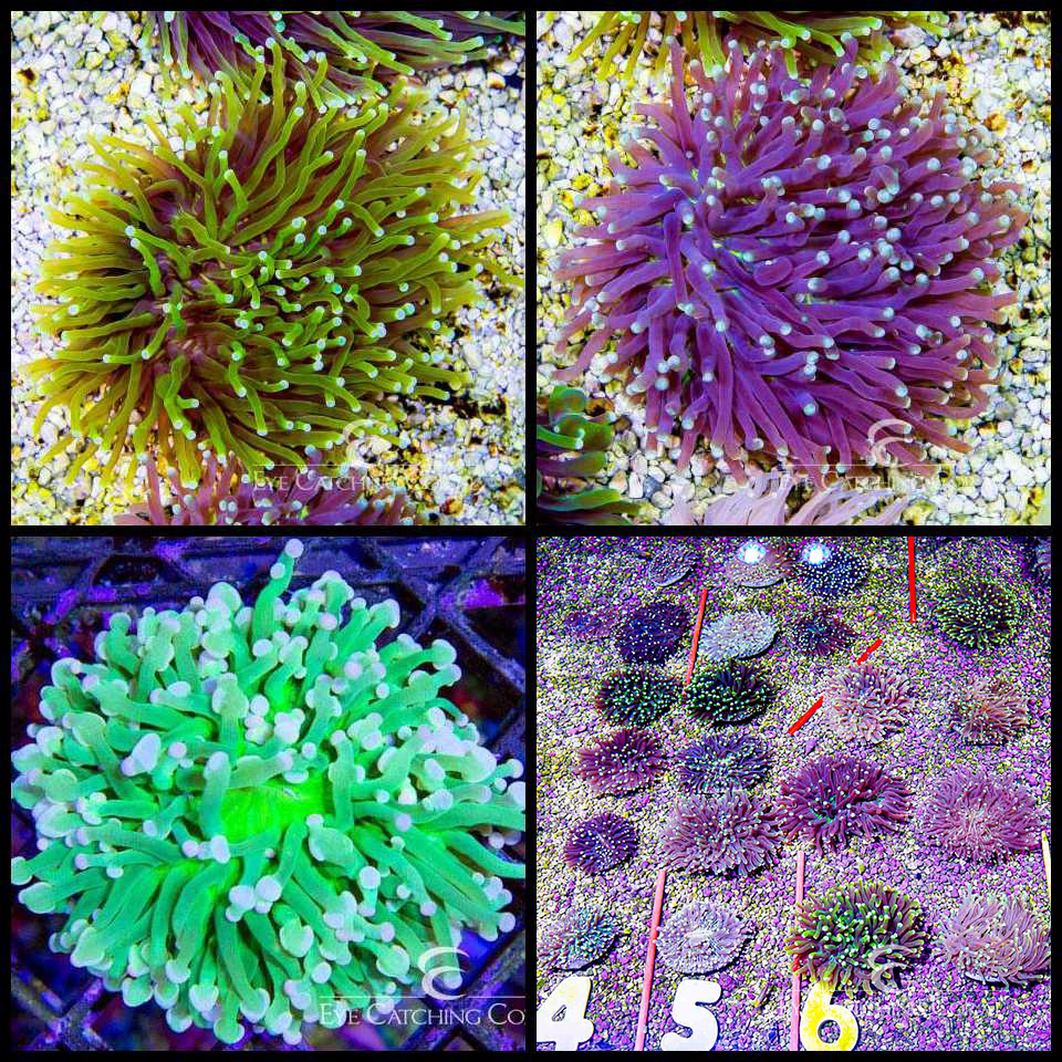 Heliofungia Neon Green