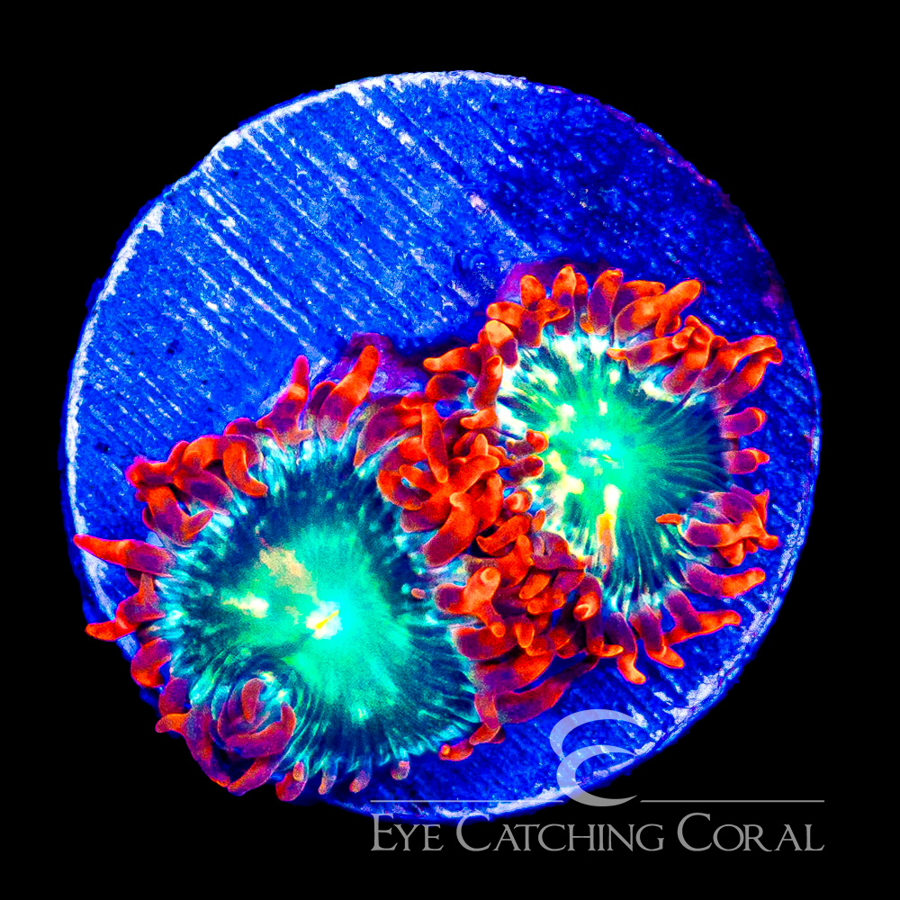 ECC Flame Blast Zoanthid Frag