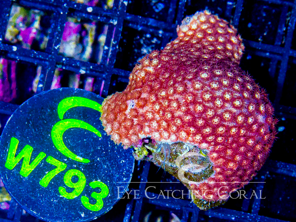 Indo Goniopora S - Disc W793