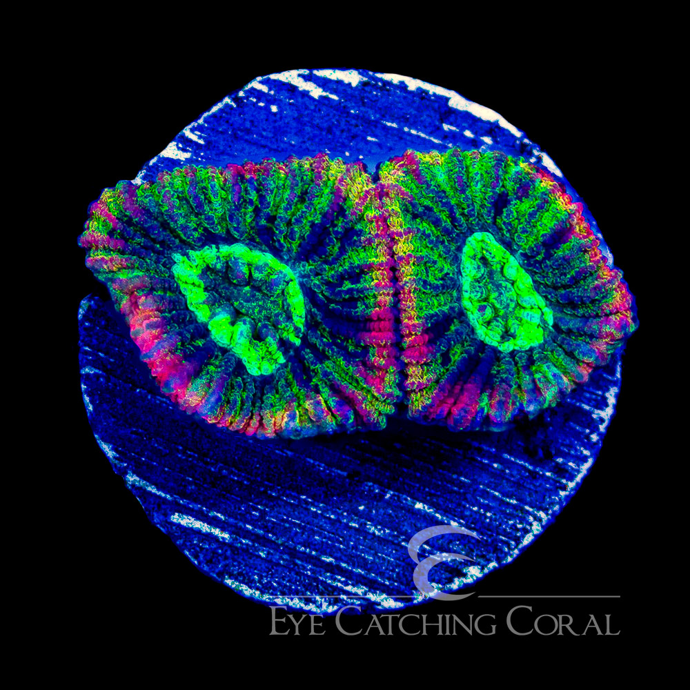 ECC Acid Drop Micro Favia Frag