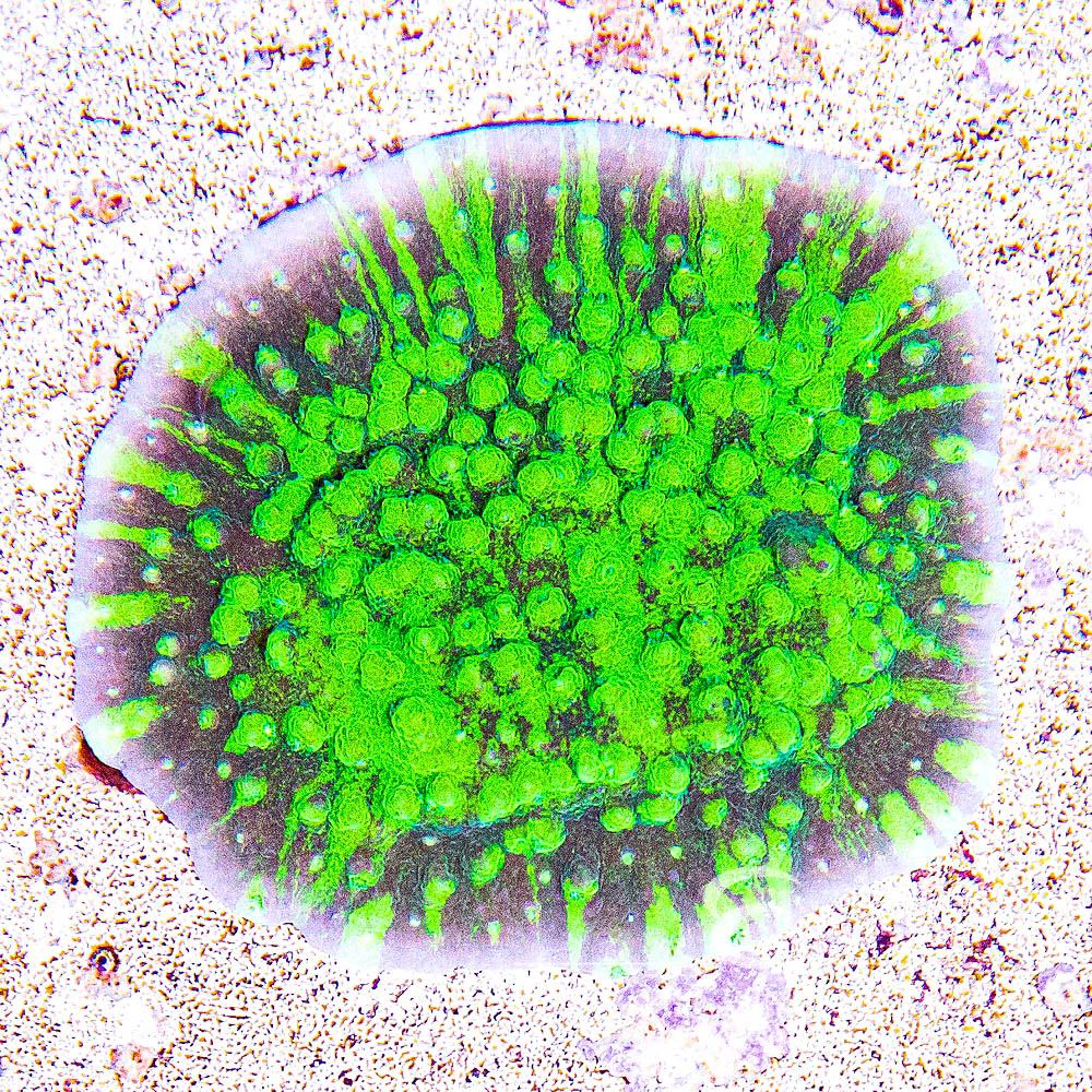 ECC Acid Shower Astreopora Frag