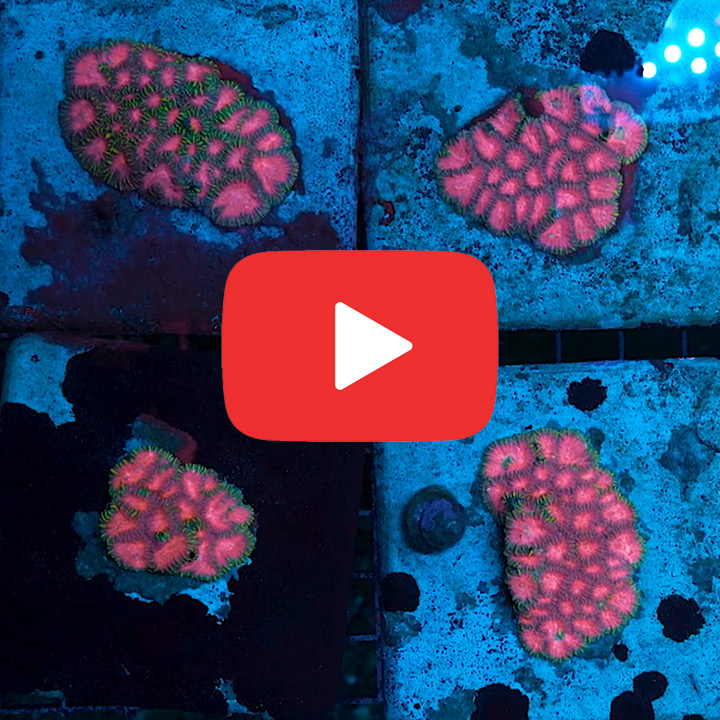 ECC Brain-Freeze Favia Frag