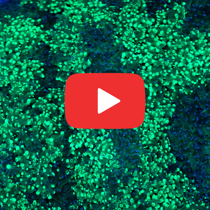 ECC Sweet & Sour Frogspawn Frag