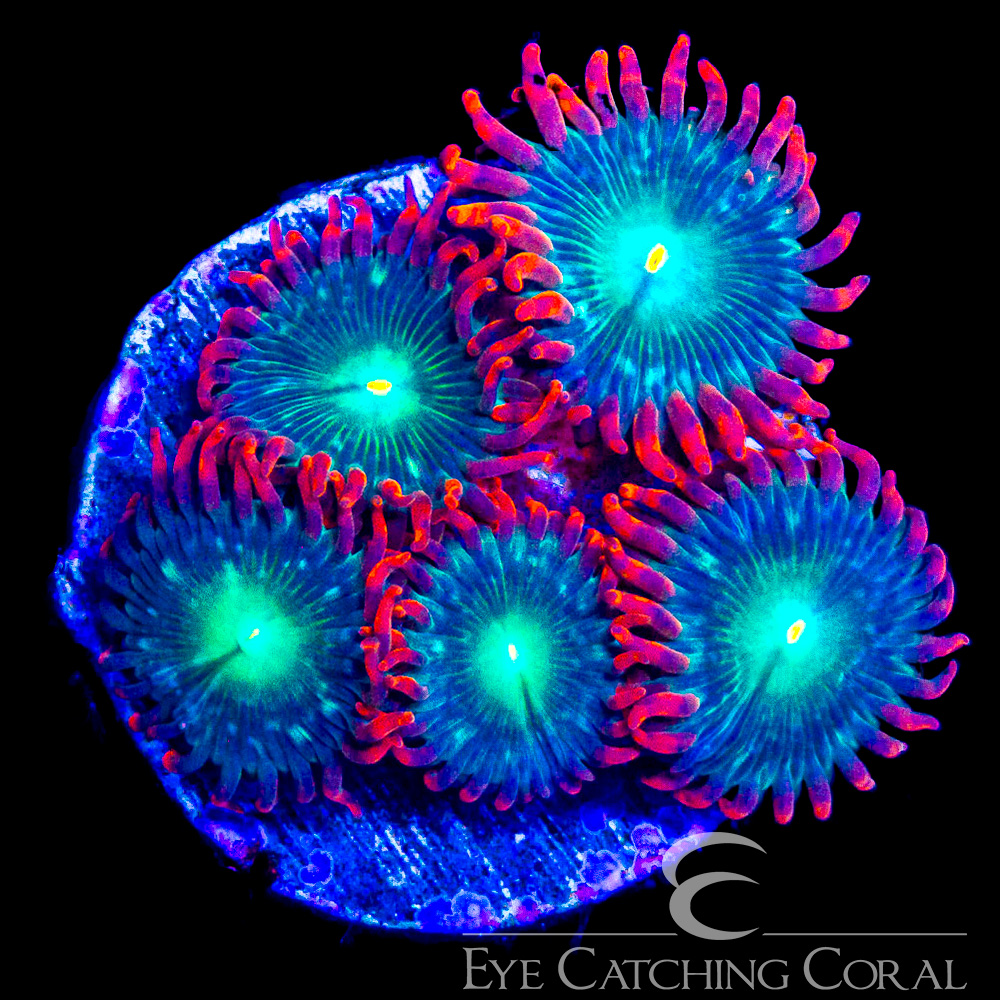 ECC Redwood Zoanthid Frag (Big Polyp Zoa) (4+Polyp Average)
