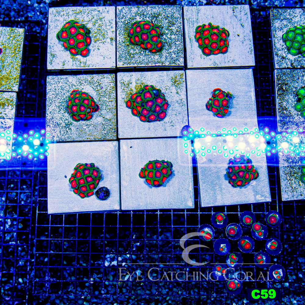 ECC Burn Willow Zoanthid Frag (Big Polyp Zoa) (2+ Polyp Average)