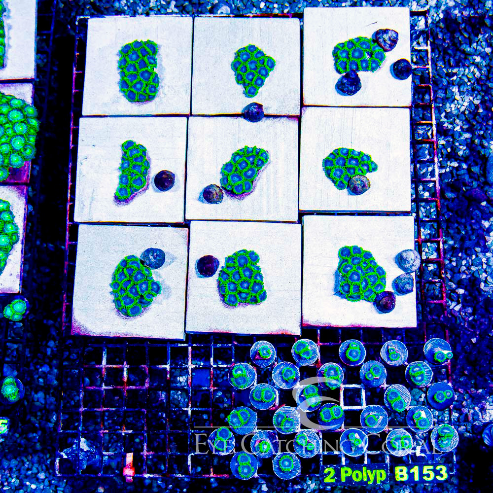 ECC Ice Breaker Zoanthid Frag