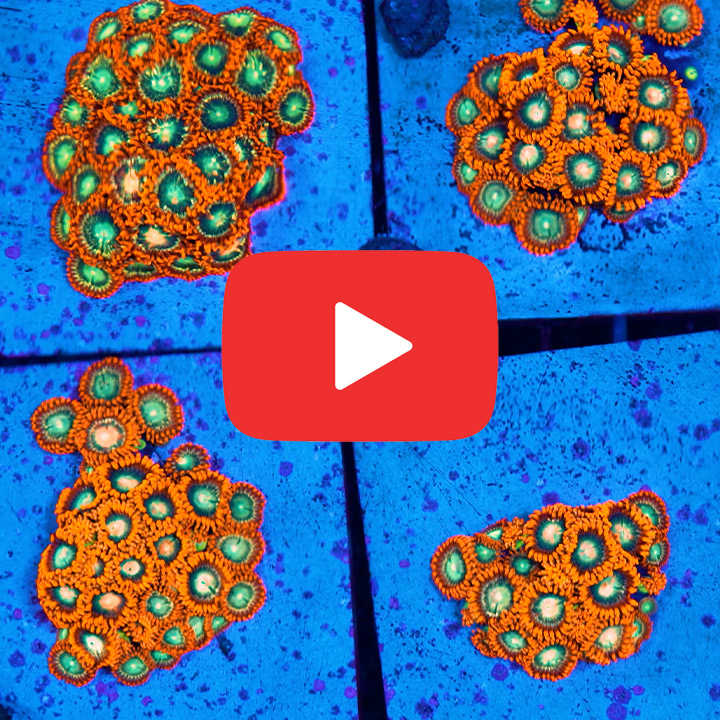 ECC Flame Blast Zoanthid Frag