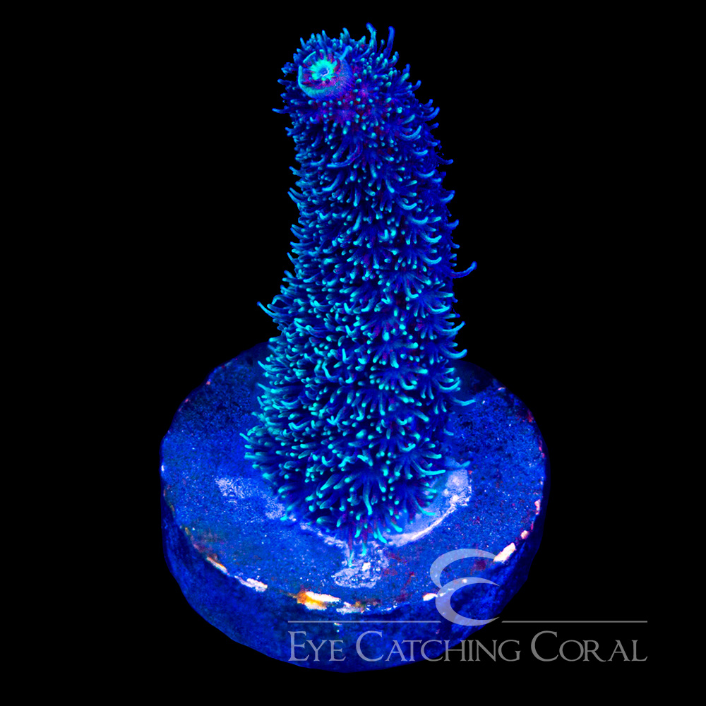 ECC Palmers Blue Milli Frag