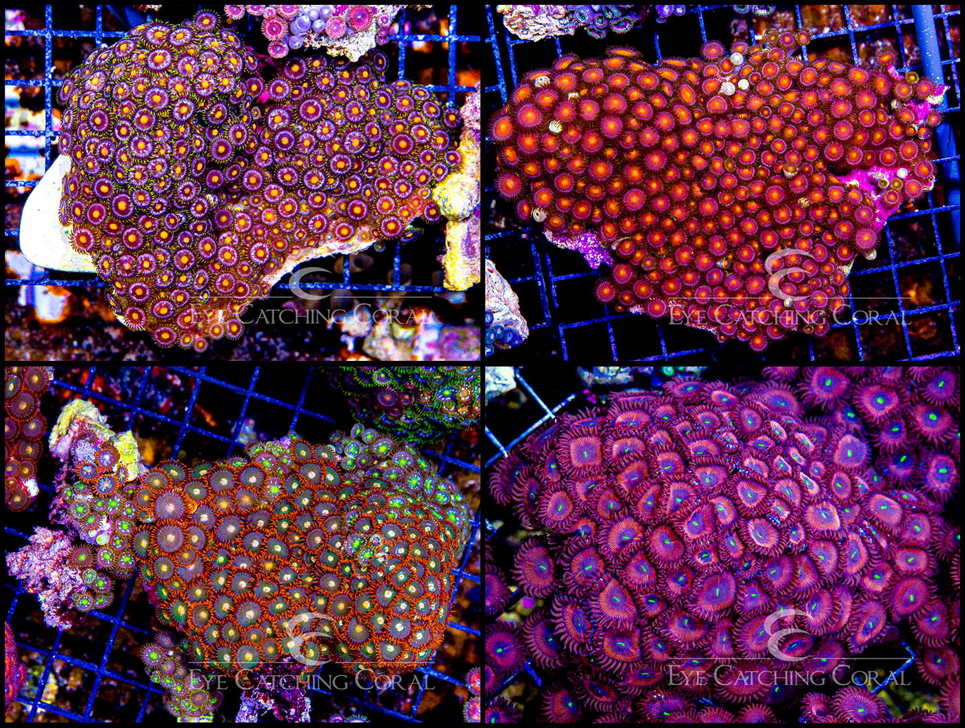 Zoanthid Ultra (Sorted by Size & Color)