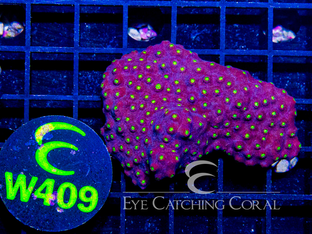 Aussie Cyphastrea XS - Disc W409