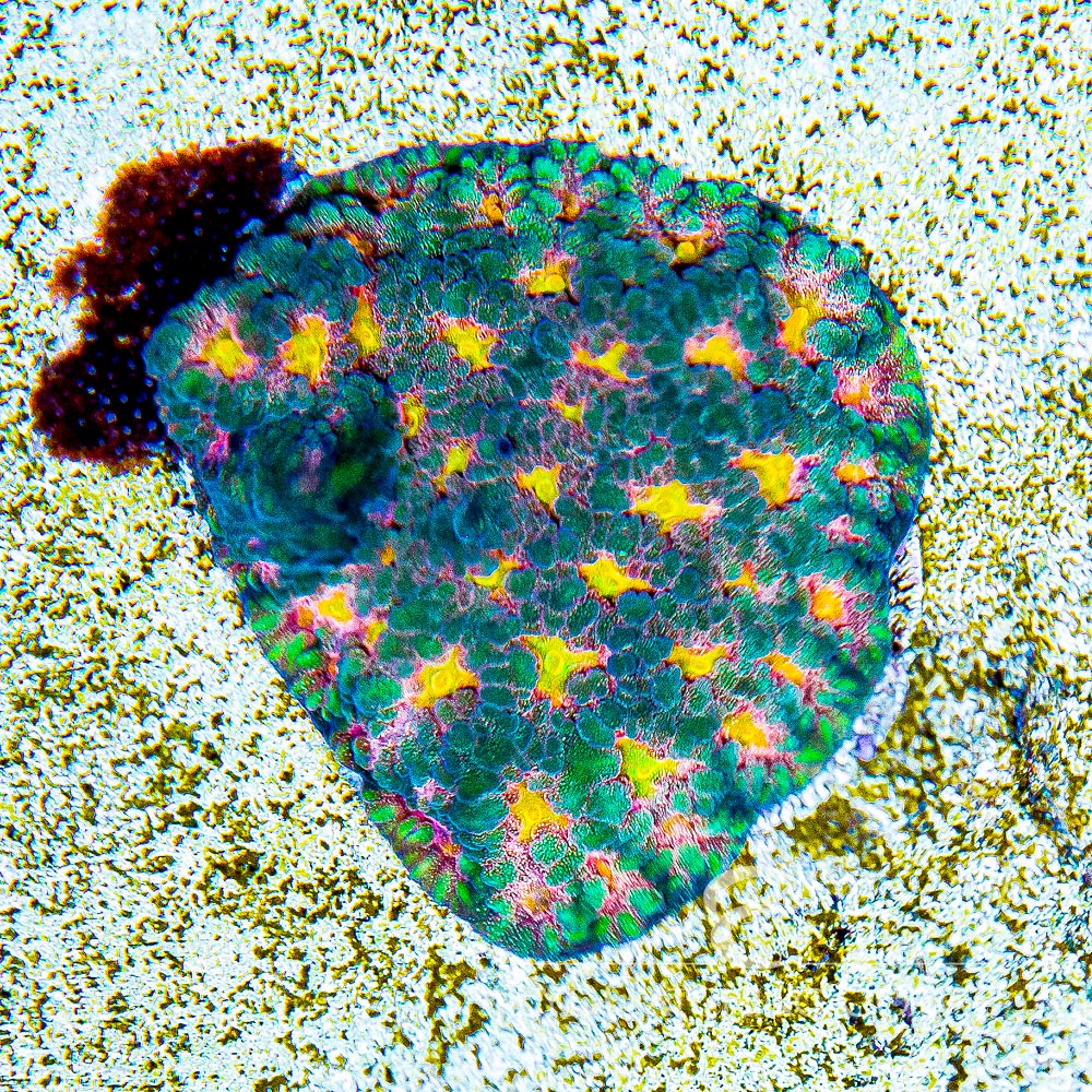 ECC Multidimensional Favites Frag