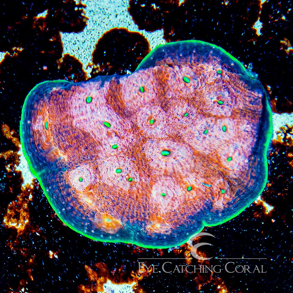 ECC Hypershock Acan Echinata Frag