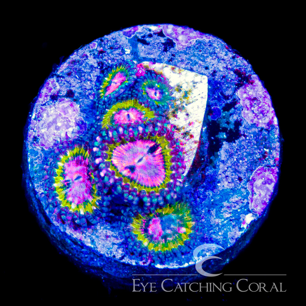 ECC Pink Krak Zoanthid Frag (4+ Polyp Average)