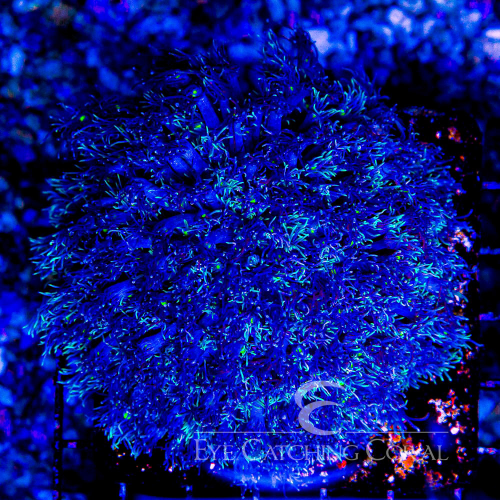 ECC Star Gazer Goniopora Frag